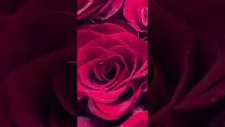 #Roses from #Manhattan to #cheer #you #up Of course I #cry The same way I #laugh #itscalled #empathy
