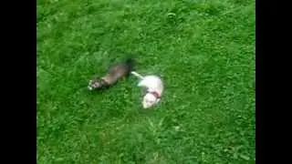 Frettchen spielen im Park