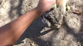 Reese is the King of Tug-of-War