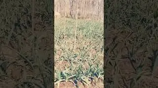 G1 Garlic//for sale#viral