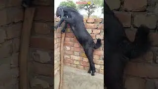 goat stunt 😂🤸 #shorts #goat #bakri #funny #goats #funnyanimals #viral #animals