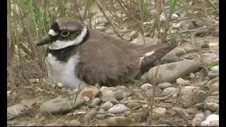 www.viata-salbatica.ro / little ringed plover (Charadrius dubius) on the nest.avi