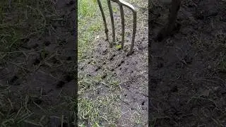 Repair thin lawn patches