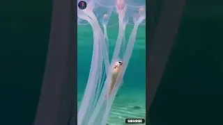 24 Eyes, 60 Tentacles, 5.3 Million G - Chironex Fleckeri Active Hunting