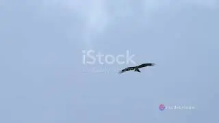 Eagles Leadership