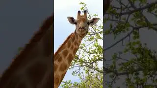 HOW A GIRAFFE SOUNDS