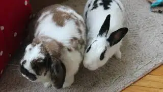 buncam