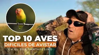 TOP 10 AVES DIFICILES de AVISTAR en el sur de SANTA FE