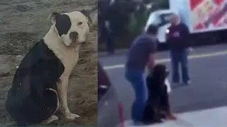 Man fatally shoots pit bull during attack