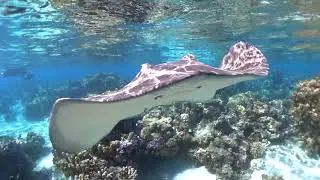 REEF ADVENTURE MOOREA-Sofitel Moorea IA Orea beach Resort