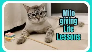 Milo giving life lessons - cute funny cat edition