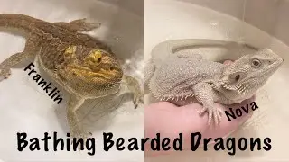 Bathing Bearded Dragons