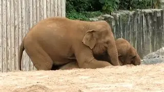 Young Asian Elephants Playing at Chester Zoo - 22/07/25