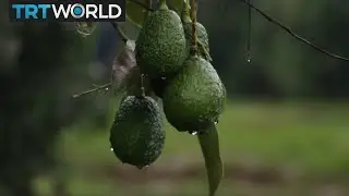 Money Talks: Rising demand drives up avocado prices