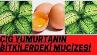 ÇİÇEKLERİNİZİ KIRILDI DİYE ATMAYIN BİR YUMURTA YETER I PRATİK BİLGİLER I saksı dikim aşaması