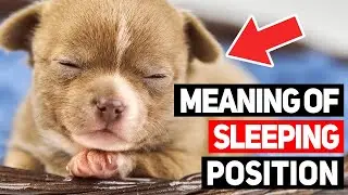 The Secret Meaning Behind Your Dog&rsquo;s Sleeping Position