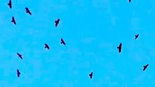 Hundreds of Birds Circle in The Sky (4K) - Free Stock Footage