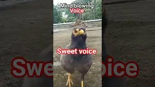 Lovely voice#short myna bird sound#short mind blowing