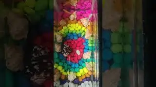 Fish tank Cleaning process மீன்தொட்டி #aquarium  #colorfishes #passion #guppy #molyfish #zebrafish