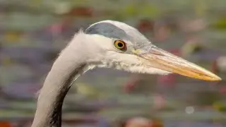 Herons hunt to feed their little chicks | #HelloSpringCBC