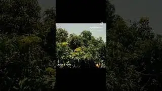 sindhri mango