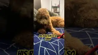 Send this to someone who has a dog #dog #dogshorts #pets #groodle