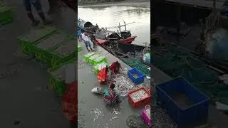 Freserganj Fish Port #fish #bakkhali #namkhana svn28