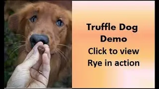 Truffle Dog demonstration with Rye and Heather Dawson