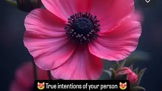 😻True intentions of your person😻 #tarotreading #astrology #tamil #tamil #lovestatus #healing #love 