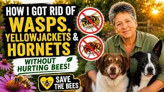 How I Got Rid of Wasps, Yellowjackets & Hornets &mdash; Without Hurting Bees!