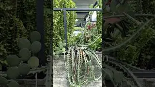 Совместить засухоустойчивые тропические растения с засухоустойчивыми? Почему бы и нет?!