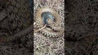Moments of survival in nature #snake #국립생물자원관 #animals #猟虫 #pets #cobra #감귤나무 #첫열매
