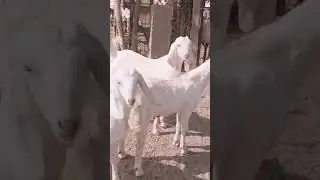 Mumbai per Raj karta hu#explore #love #gota#ajmer #animalshorts