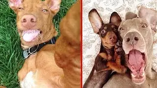 10+ Most Funny Animal Selfie Photos