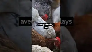 Funny Animal facts You didn't know #shorts #youtubeshorts