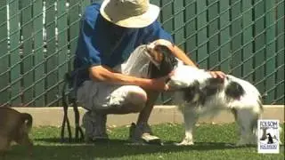 Folsom Dog Resort & Training Center - Voted BEST DOG BOARDING in Sacramento!