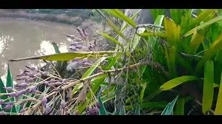 #shorts Beautiful Broom with Purple Flowers | in my Garden | BISDAK SAOZ