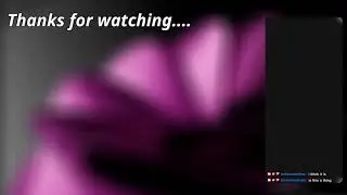 [testing multistream] Bella and Bernie do things