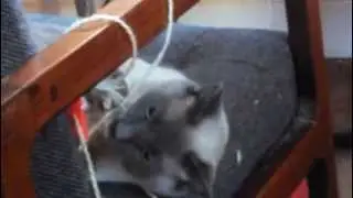 Rambunctious cat having fun