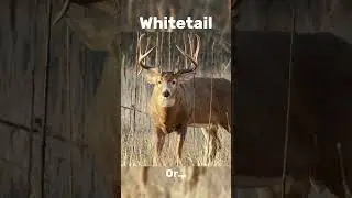 Which Deer Species? #countrymusic #fishing #bowhunting #deerhunting #hunting #wildlife #outdoors