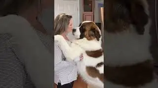 Big Dog, Bigger Love: Heartwarming Hugs & Kisses from My Saint Bernard! #shorts #dogmom #cutedog