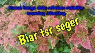 bunga juga penting _baik untuk kesahtan kita _langsung d lanjut brangkat fhising