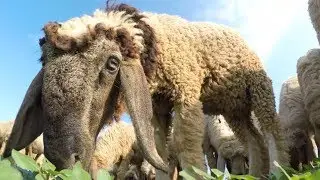 Sheep eating grass close-up (ground view)