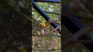 Mix bird Aviary - How Many Species do you See? | Aviary Birds