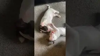 Очаровательные щенки спрингер-спаниеля! 🐾🐶 #Собаки #Щенки #Спрингер-спаниель