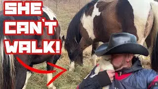 Something Is Terribly Wrong With Neighbors Horse