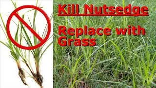 How to kill nut-sedge weed, and replace it with grass