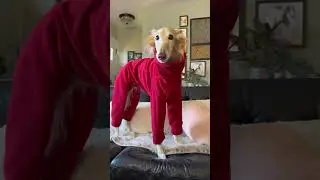 что в шкафу Клео, часть 1 #мода #модныетренды #стиль #собака #silkenwindhound