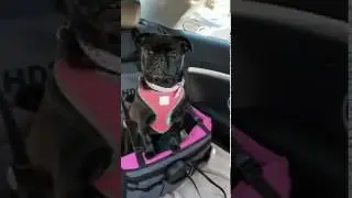 Pug happy cry