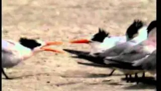 ELEGANT TERN